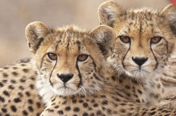 4-Day Private Camping Safari