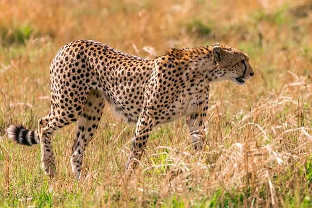 Tanzania vs Kenya: Which African Safari Destination Offers Better Value for Budget Travelers