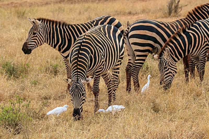 Top 10 Kenya Tourism Circuits to Book Now: Complete Routes & Luxury Stays Guide