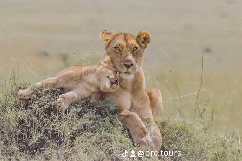 How much does a 3 day safari cost in Tanzania