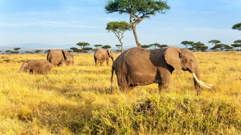 Safari to Spice Island: Your Complete Tanzania & Zanzibar Dual Itinerary