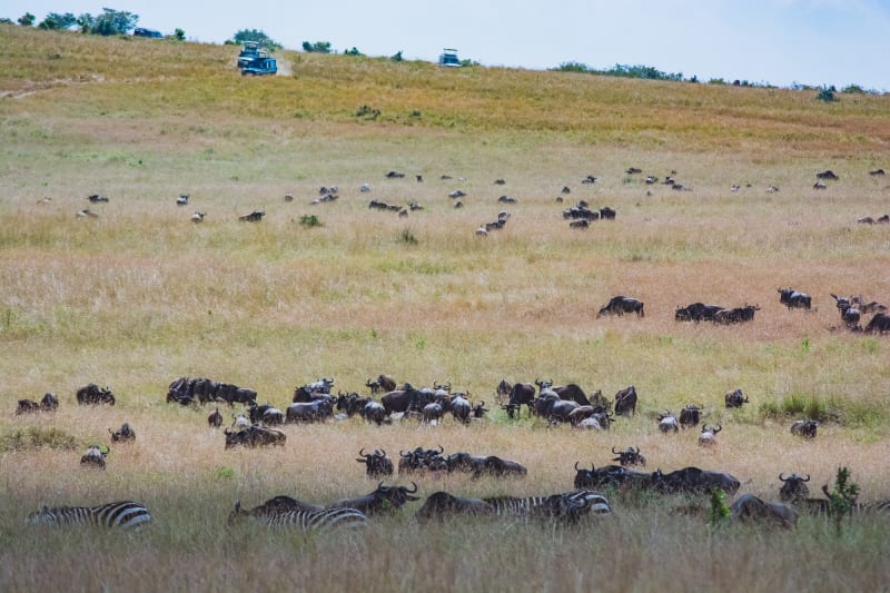 What is the Average Cost to go on a Safari to Africa