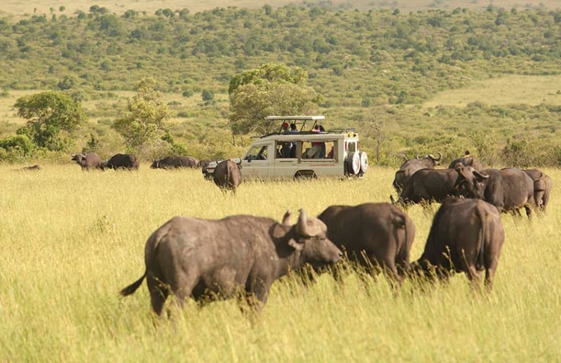 How Much Does a Kenya Safari Cost for Danish Travelers: Complete 2026 Pricing Breakdown