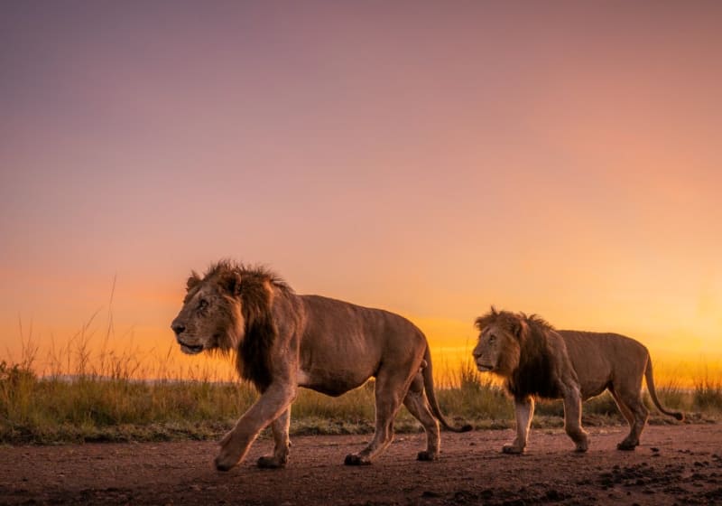 Affordable Kenya Safaris Tours with All-Inclusive Options