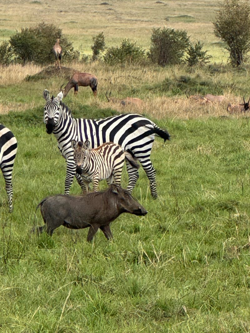What I Wish I Knew Before Going on a Safari