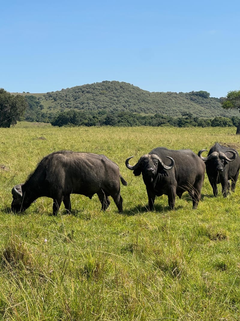 All-Inclusive South Africa Safari Deals Under $2,000 for First-Time Visitors