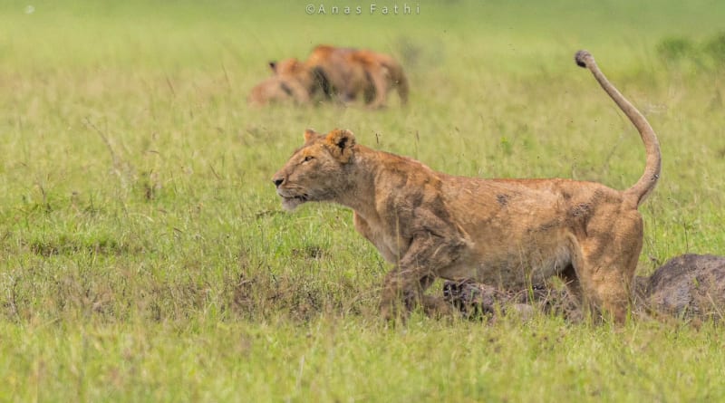 Best safari packages in Kenya for first-time travelers