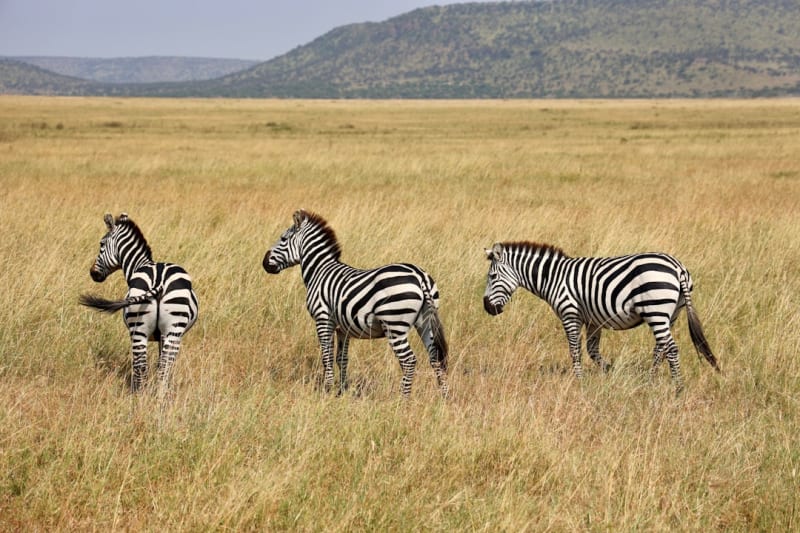 Botswana vs Tanzania All-Inclusive Safaris: Which Offers Better Value for Couples
