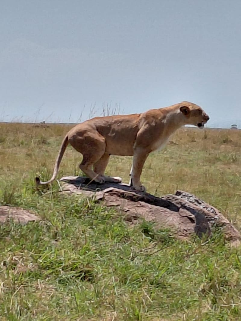 Top Safari Packages to Maasai Mara