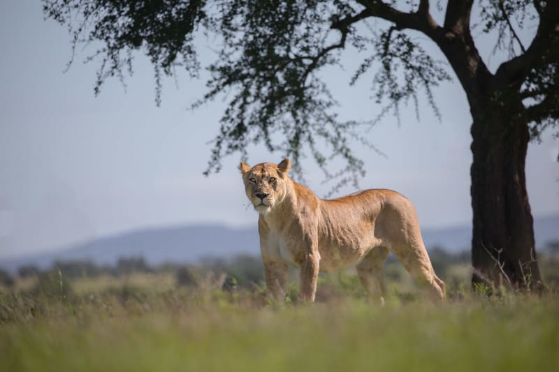 Affordable safari packages from Nairobi to Maasai Mara