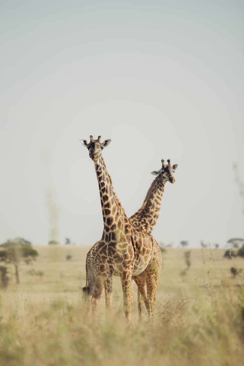Best companies offering safari tours in Kenya