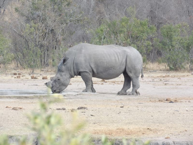 How Much Does an Ethical Rhino Viewing Safari in South Africa Cost in 2026?