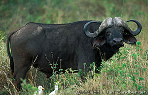Serengeti vs Ngorongoro Crater: Which Tanzania Safari Is Better for German Families in 2026?