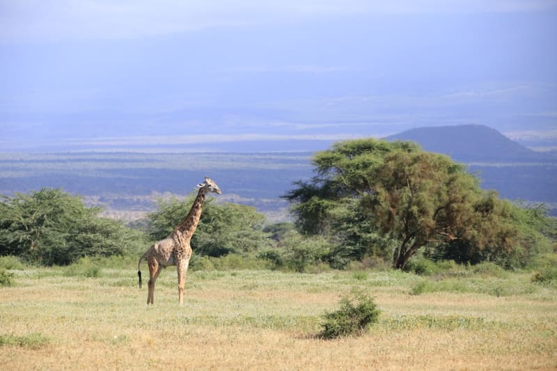 Top Kenya Safari Operators Under 30% Deposit in 2026 — Verified List