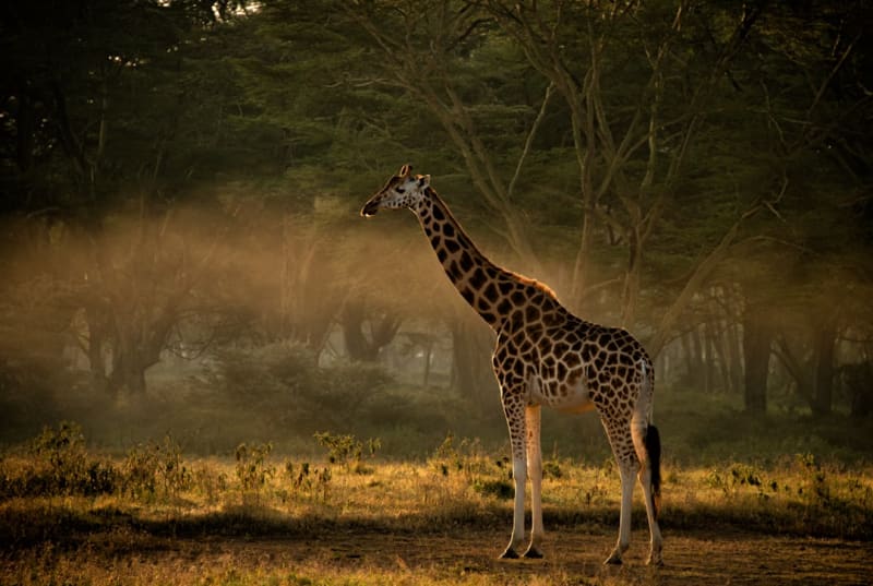 Are Boutique Kenya Safari Operators Better Than Large Companies? 2026 Review