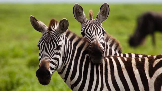 Recommended vaccinations for a Kenyan safari from Denmark
