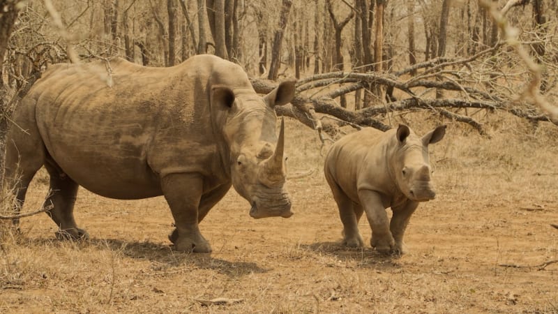 Are Eswatini Safari Tours Worth It for a First Trip in 2026?