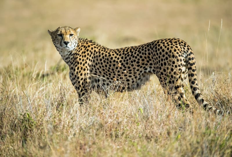Cheetah Conservation in Kenya 2026: Status, Threats & Programmes