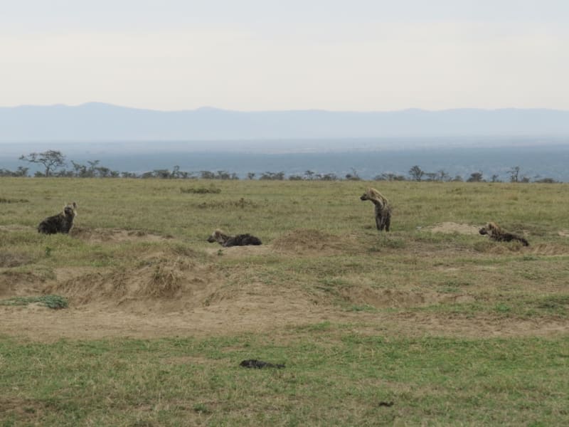 Pangolin Conservation in Kenya 2026: Status, Threats & Action