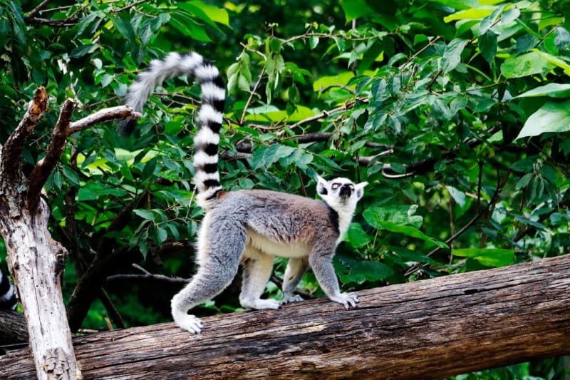 Madagascar Safari vs Kruger: Cost, Wildlife & Which Wins 2026