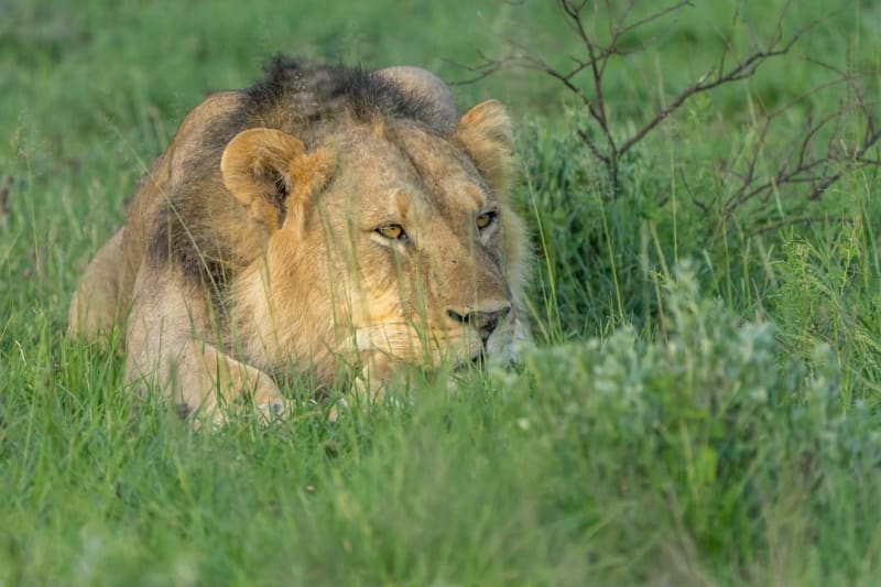Lion Conservation in Botswana 2026: Status, Threats & Solutions