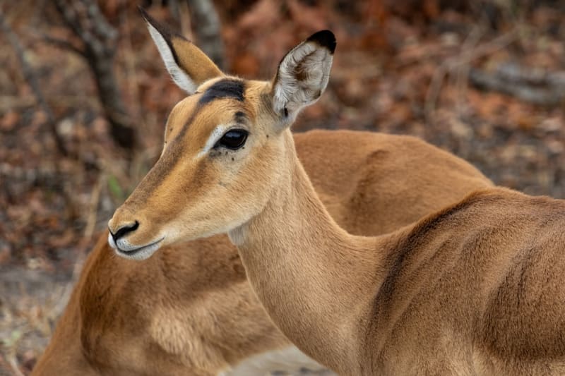 South Africa vs Tanzania Safari 2026: Cost & Wildlife
