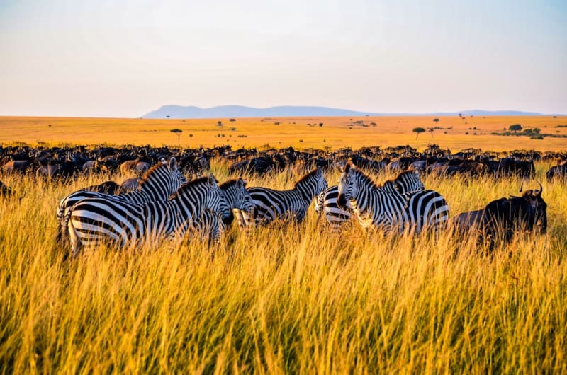 Rothschild's Giraffe Conservation in Kenya 2026