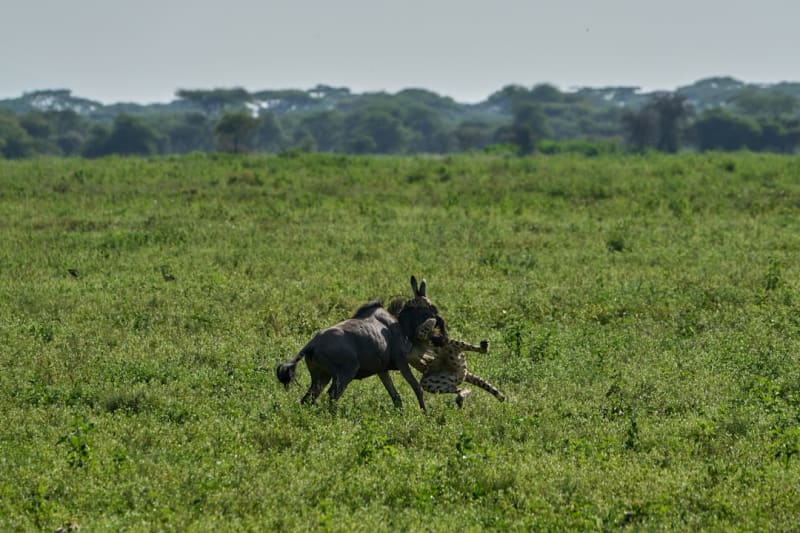 Black Rhino Conservation in Tanzania 2026: Status & Efforts