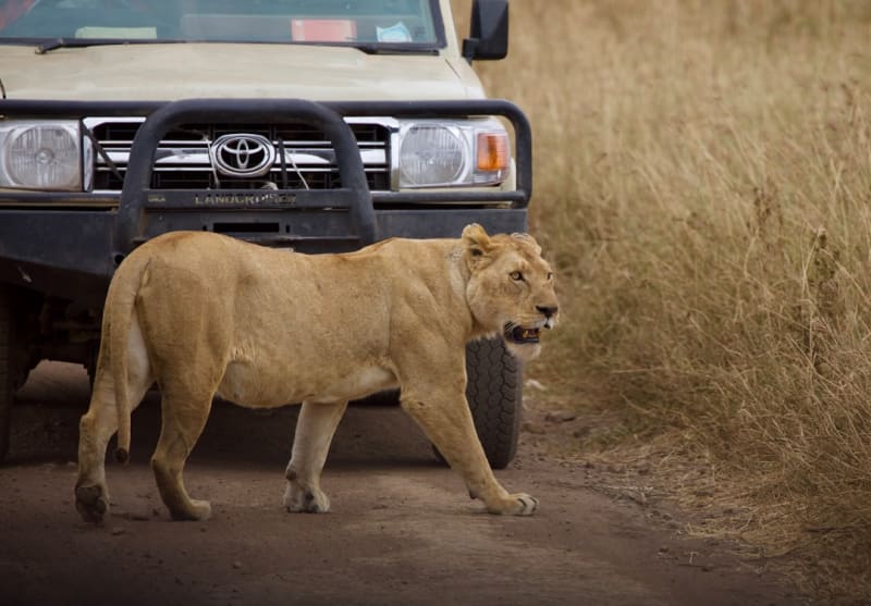 Protecting Tanzania's National Parks 2026 — Conservation Status & Efforts