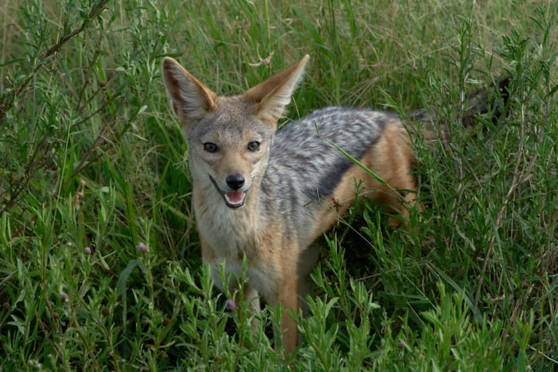 African Wild Dog Conservation in Tanzania (2026)