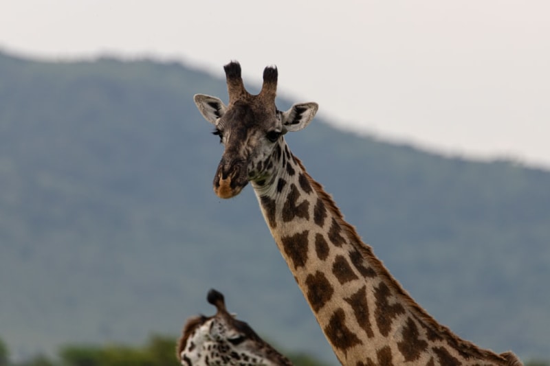 Rothschild Giraffe Conservation in Tanzania (2026)