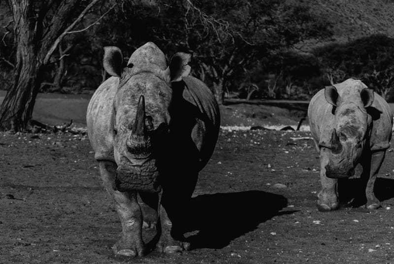 Black Rhino Conservation in Namibia: 2026 Guide