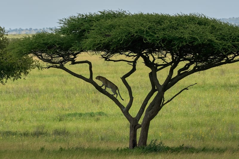 Leopard Conservation in Tanzania: Status and Action in 2026