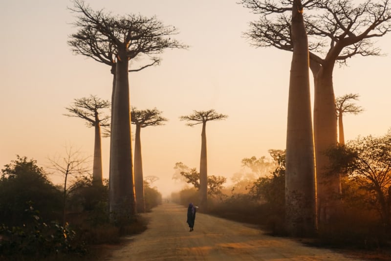 Madagascar Safari Season 2026: July to October Wildlife Guide