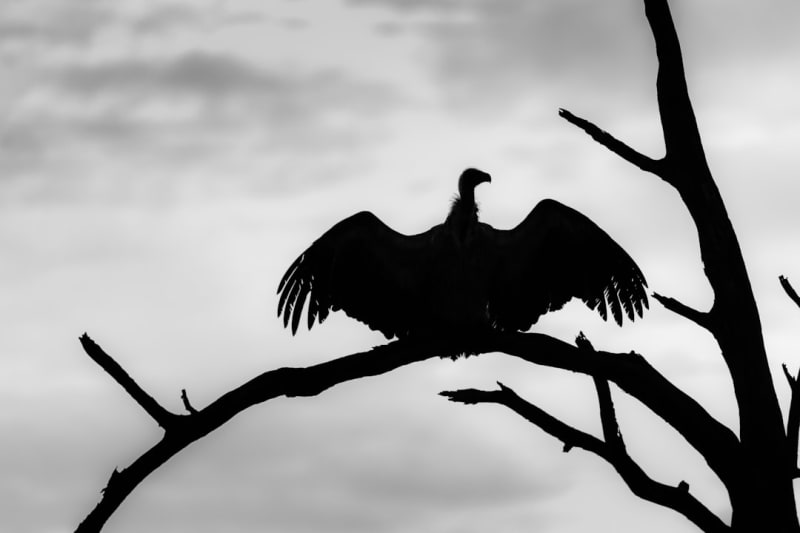 Vulture Conservation in South Africa (2026): Threats & Action