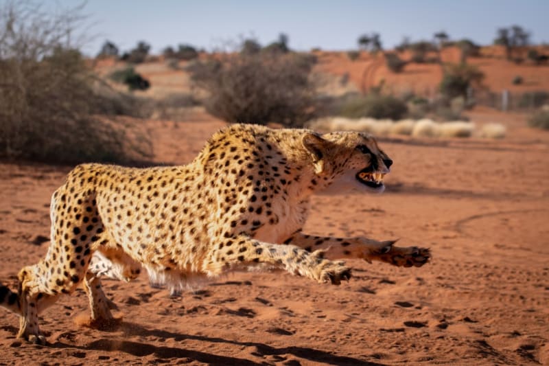 Cheetah Conservation in Namibia: 2026 Status and Guide