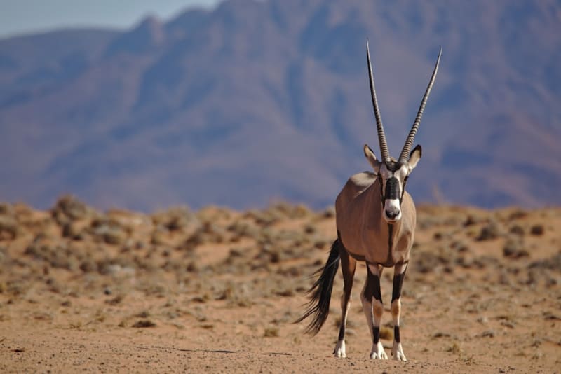 Human–Wildlife Conflict in Namibia: Conservation Guide 2026