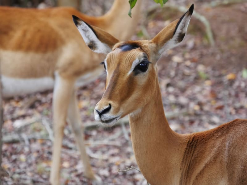 How Much Is Safari in Rwanda? 2026 Budget vs Luxury