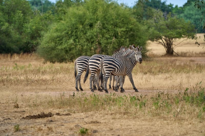 Best Walking Safari Zambia: 6 Routes for First-Timers 2026