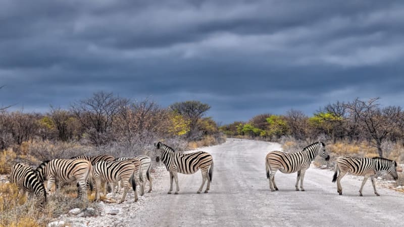 纳米比亚自驾游猎:2026年运营商对比指南