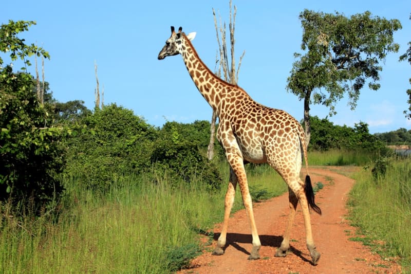 Safaris en Zambia: 5 formas de comparar viajes en 2026