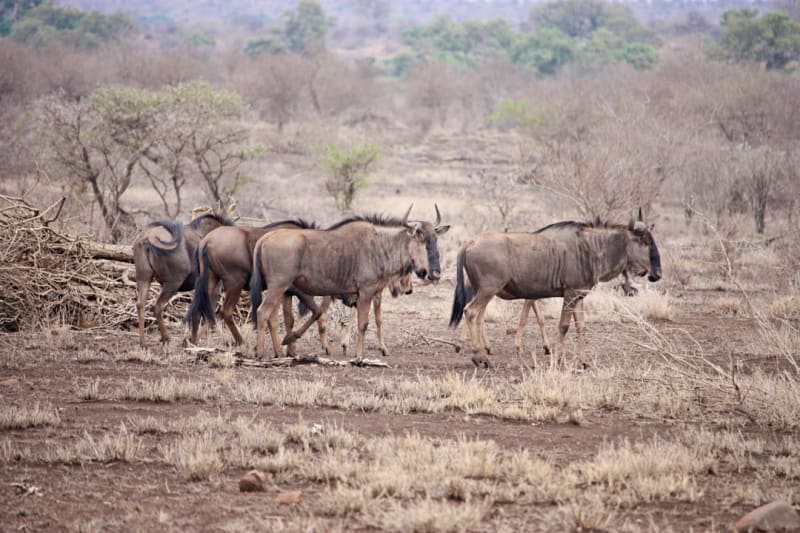Botswana Safari Holidays 2027: Bush-and-Beach Packages