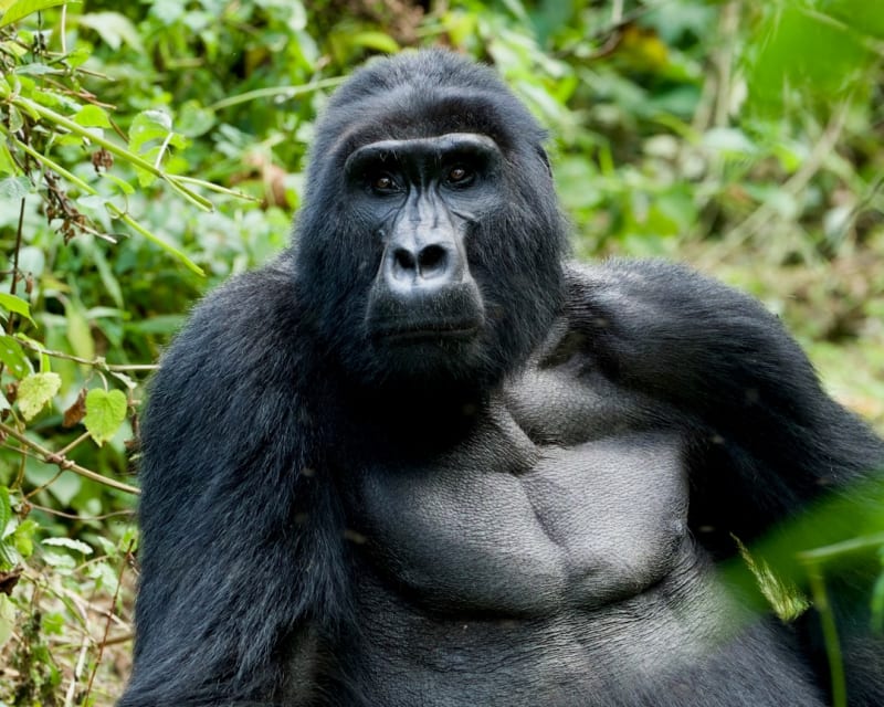 Itinéraire de 7 jours pour un trek des gorilles à Bwindi et prix 2027