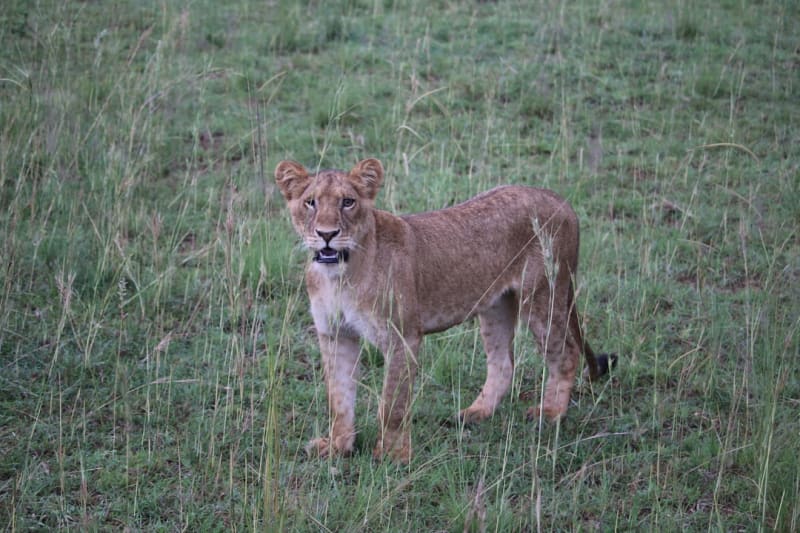 5-Day Murchison Falls National Park Itinerary: Cost 2027