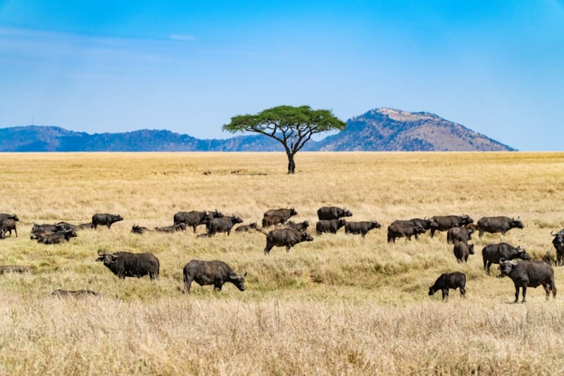 Things to Do in Arusha 2027: Day Trips, Prices & Safaris