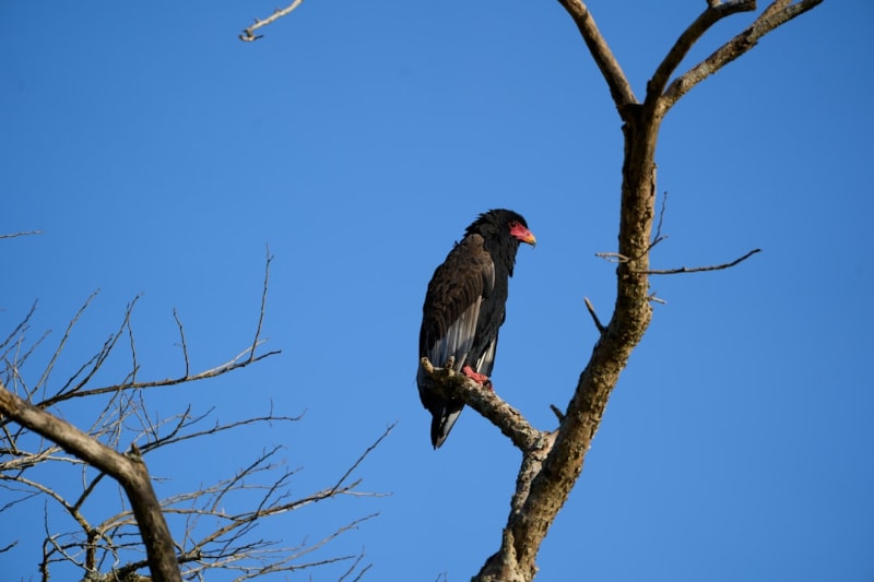 Vulture Conservation in Uganda: Status and Action in 2026