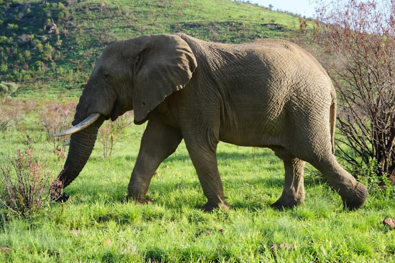 African Elephant Conservation in Madagascar (2026)