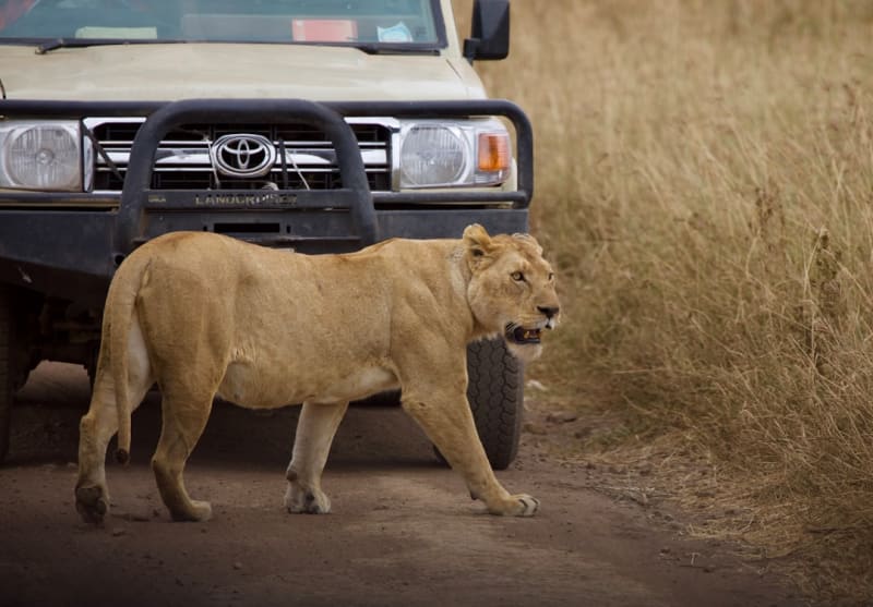 Wie viel kostet eine Tansania-Safari im Jahr 2027? 10-Tage-Reiseplan
