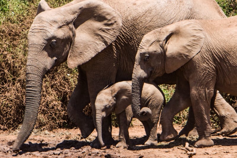 Pacchetti safari ad Addo Elephant 2027: confronta prezzi e itinerari