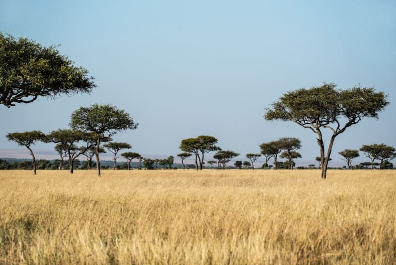 Tarifas de entrada a Maasai Mara 2027: explicación de los costes de los paquetes de safari